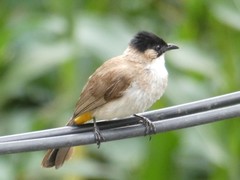 Pycnonotus xanthorrhous