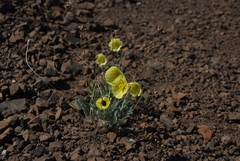 Papaver pulvinatum