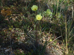 Papaver pulvinatum