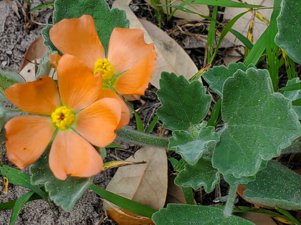 Woolly Globemallow
