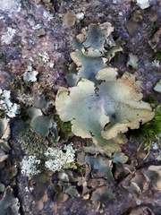 Umbilicaria hirsuta
