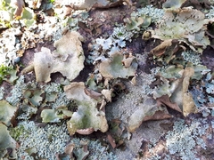 Umbilicaria hirsuta