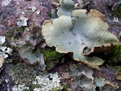 Umbilicaria hirsuta
