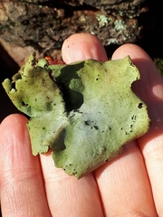 Umbilicaria hirsuta