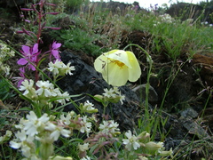 Papaver pulvinatum
