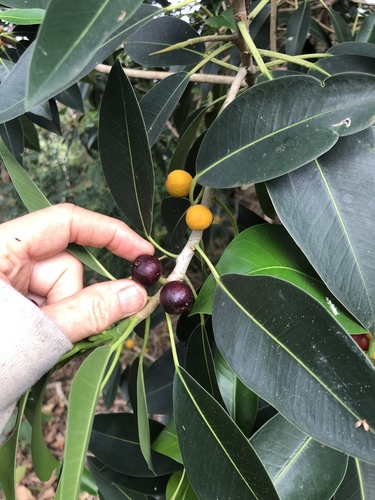 Ficus rubiginosa
