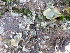 Umbilicaria hirsuta