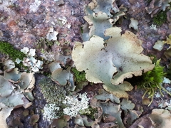 Umbilicaria hirsuta