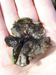 Umbilicaria hirsuta