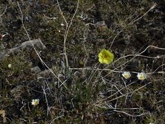Papaver pulvinatum