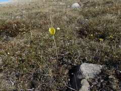 Papaver pulvinatum