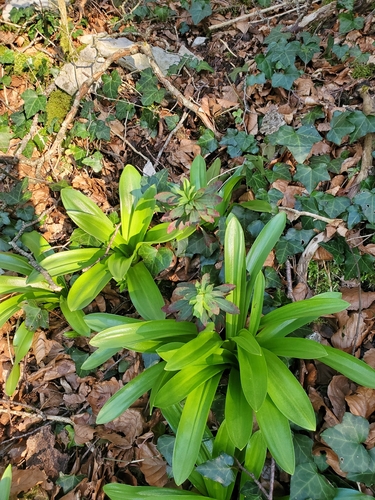 Scilla lilio-hyacinthus