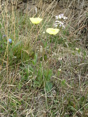 Papaver pulvinatum