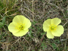 Papaver pulvinatum