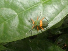 Paryphes