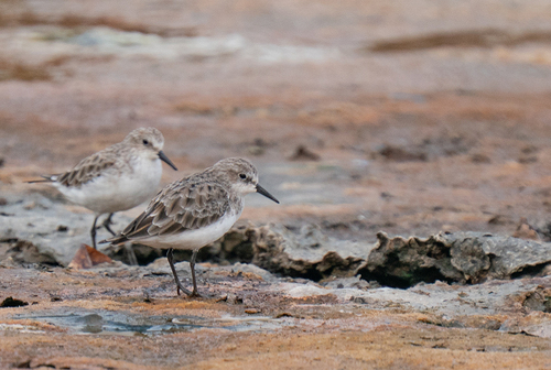 iNaturalist: (c) Paul Cools, some rights reserved (CC BY-NC), uploaded by Paul Cools iNaturalist image