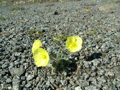 Papaver pulvinatum