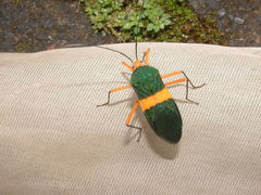 Paryphes