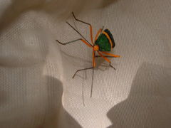 Paryphes
