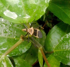 Zelurus circumcinctus