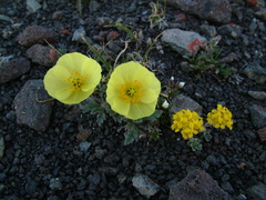 Papaver pulvinatum