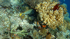 Plectorhinchus chrysotaenia
