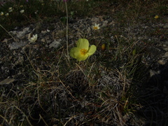 Papaver pulvinatum