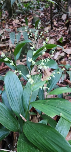 Scrotochloa urceolata observed 2026-02-20