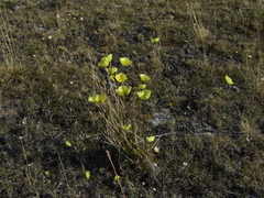 Papaver pulvinatum
