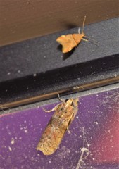 Theisoa constrictella