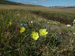 Papaver pulvinatum
