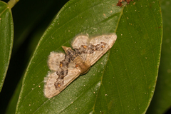 Idaea gemmata
