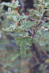 Anisodontea bryoniifolia