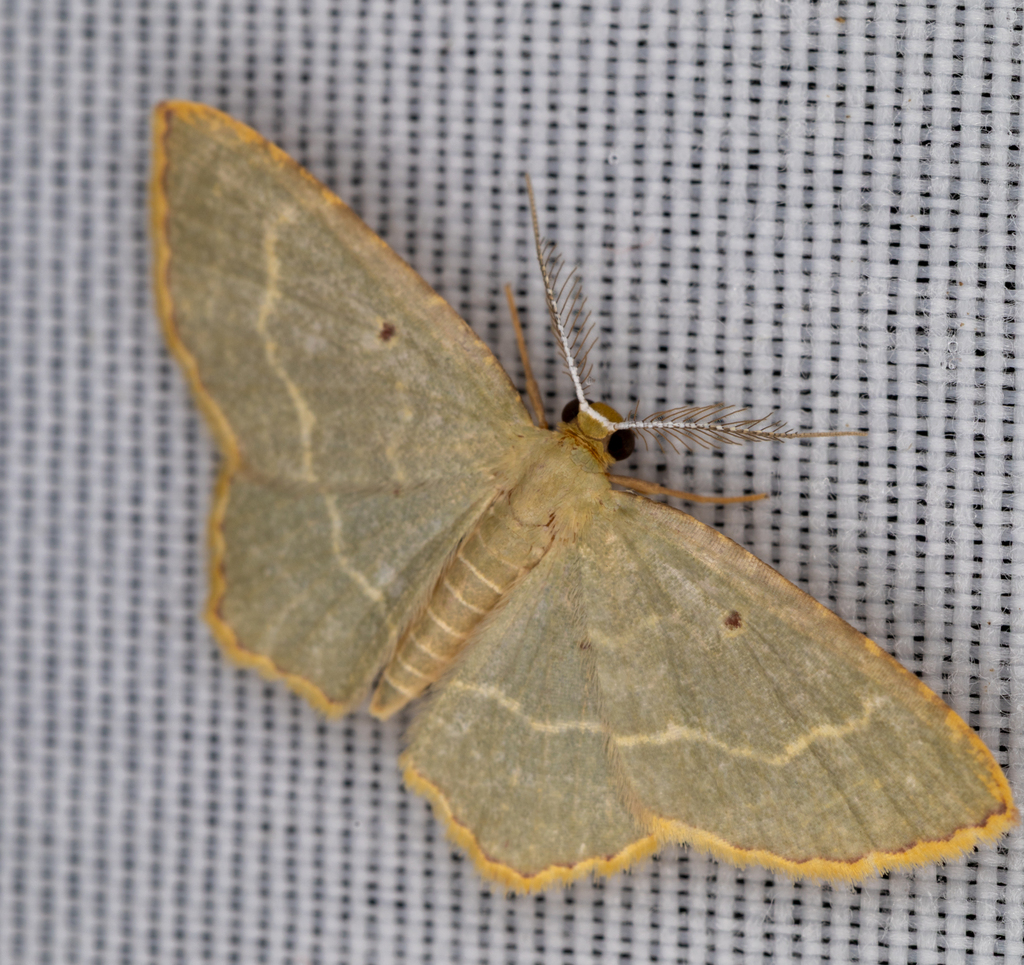Eois olivacea