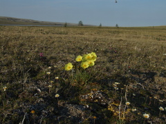 Papaver pulvinatum