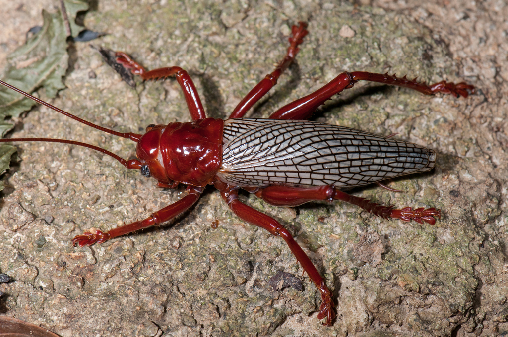 Phlebogryllacris venosa