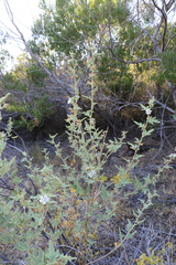 Anisodontea bryoniifolia