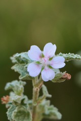 Anisodontea bryoniifolia