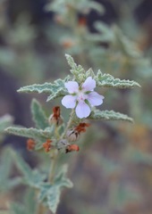 Anisodontea bryoniifolia