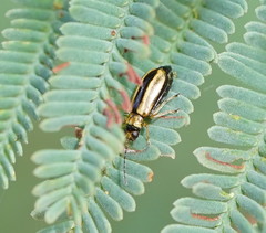 Monolepta subsuturalis