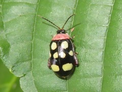 Alagoasa trifasciata
