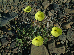 Papaver pulvinatum