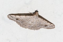Digrammia pervolata