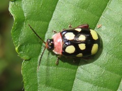 Alagoasa trifasciata
