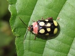 Alagoasa trifasciata
