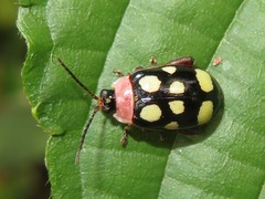 Alagoasa trifasciata