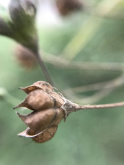 Wissadula amplissima