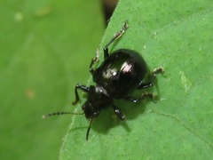 Typophorus nigritus