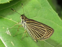 Callimormus radiola