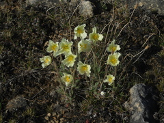 Papaver leucotrichum